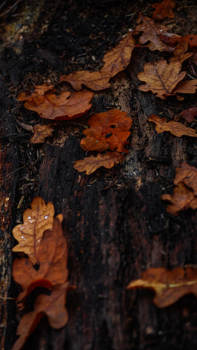 Autumn, Clumber Park