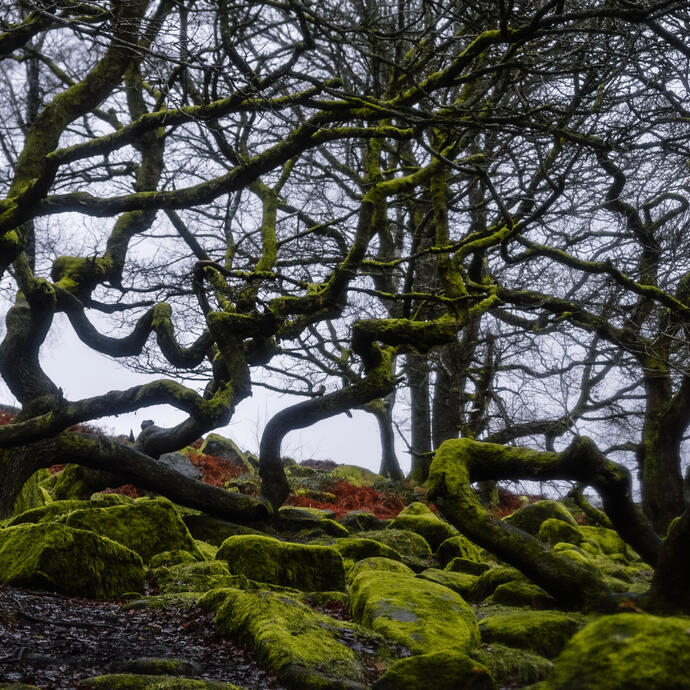 Twisted Oaks, Padley Gorge