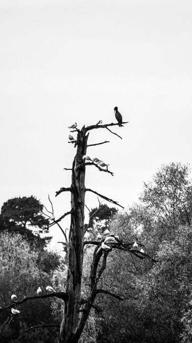 A bird’s lookout, Clumber Park